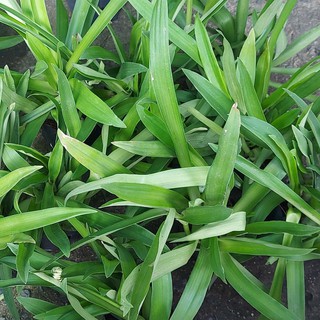 Cây Bao Tử/ Cỏ Bao Tử (Linh chi thảo)