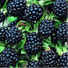 [GIÁ GỐC] Hạt giống mâm xôi đen ( phúc bồn tử đen) - 30 hạt
