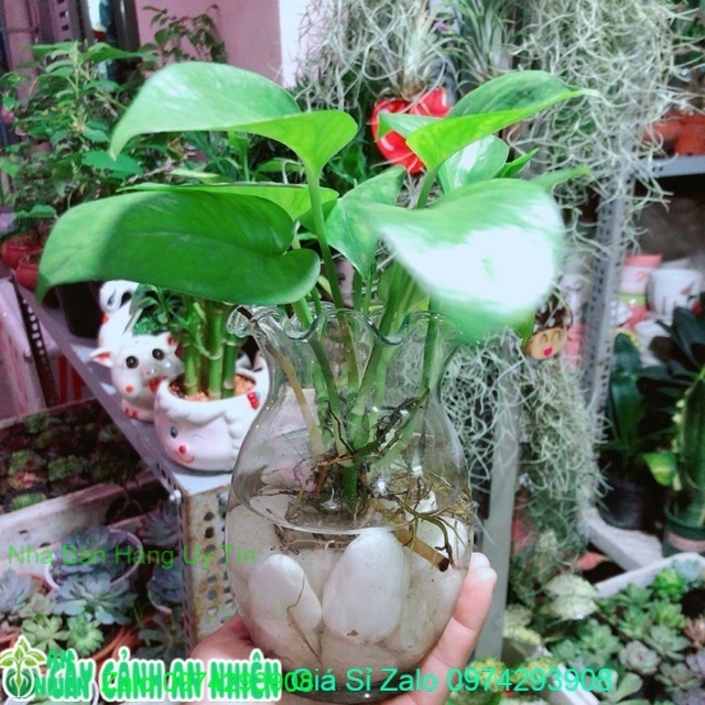 Chậu Trầu Bà Thuỷ Sinh