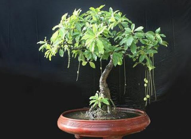 Cây lộc vừng... siêu hoa