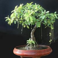 Cây 🌲 lộc vừng... siêu hoa... đang hoa