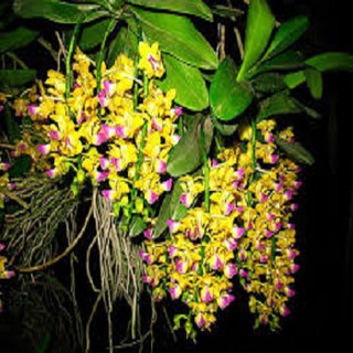 Hoa lan Giáng hương quế nâu+ 700g phân thỏ hữu cơ