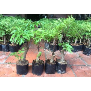 Combo 5 cây đinh năng giống