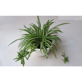 03 cây nhện treo thanh lọc không khí 981sp 681sp