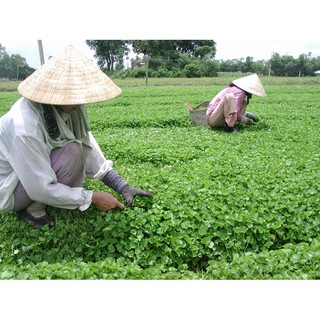 Rau Má Lá Nhỏ RĐ 05