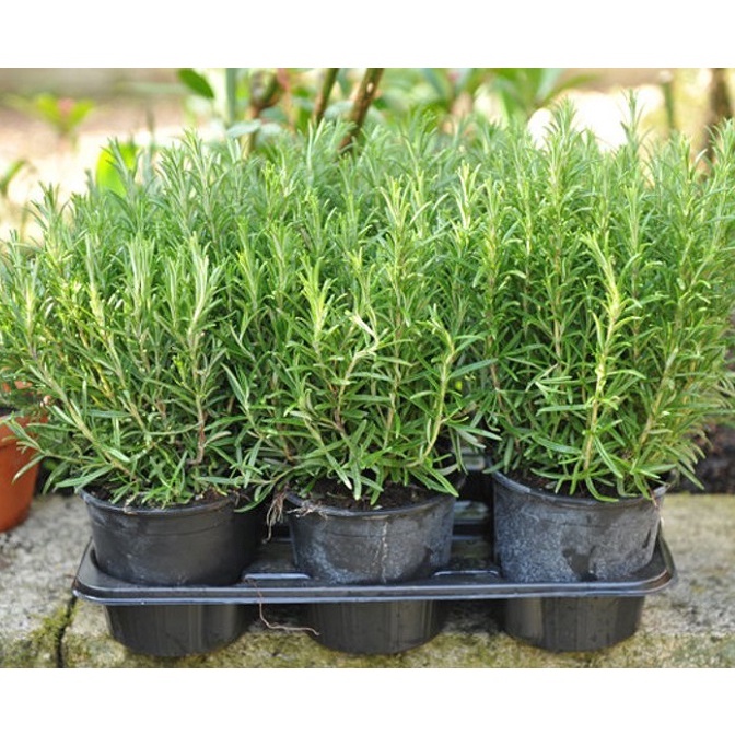 Cây hương thảo cây đuổi muỗi