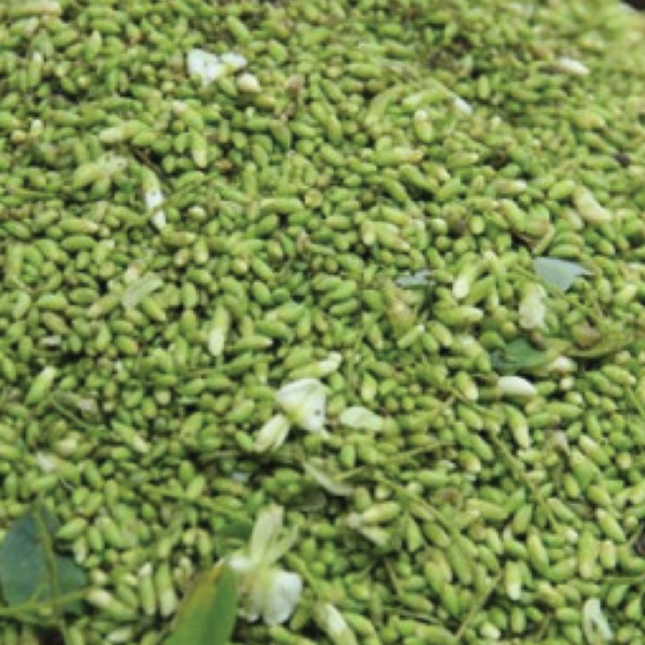 1 kg trà hoa hòe