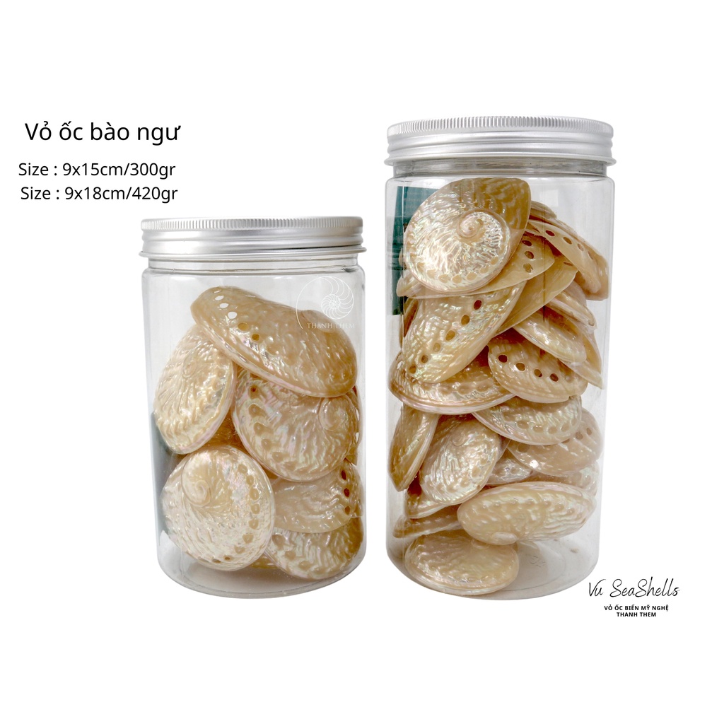 Vỏ Ốc Biển - Hủ Vỏ Ốc Bào Ngư - Dùng Trong Trang Trí - Decor Chụp Ảnh