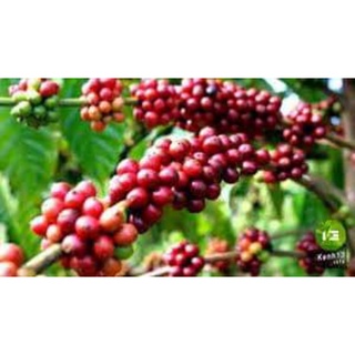 Cà phê bột rang xay Tùng Hằng - 500gr
