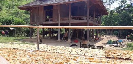 Măng nứa Yên bái