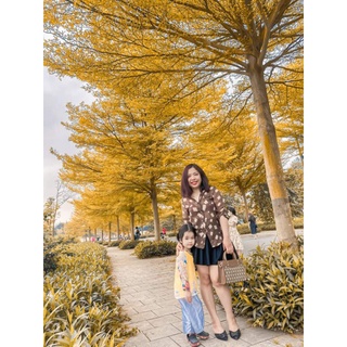 Cây giống huỳnh liên. chuông vàng