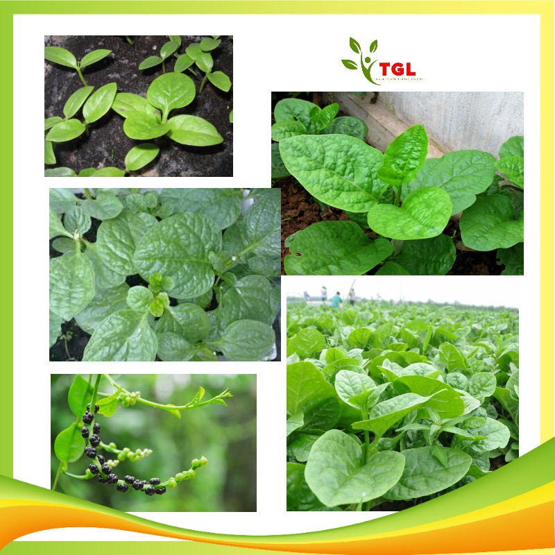 Hạt Giống Rau Mồng Tơi, Hạt Rau Mùng Tơi - Hạt Giống Rau củ quả dùng làm vườn Nông Nghiệp Gia Lâm Gói 20 gram