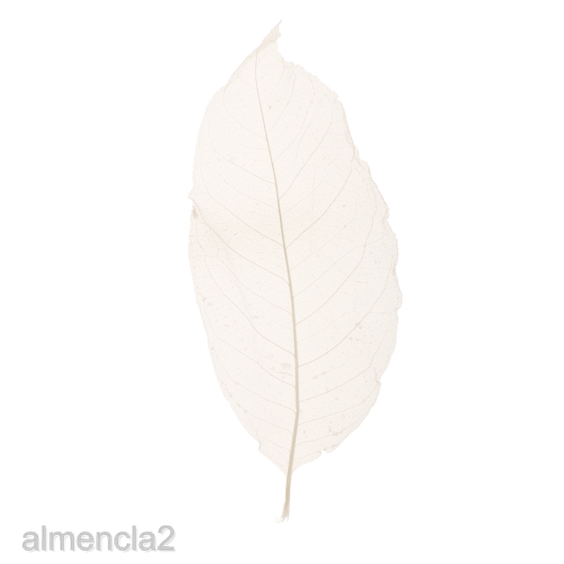 50x Natural Magnolia Skeleton Leaf Leaves Card Scrapbook Craft Supply White