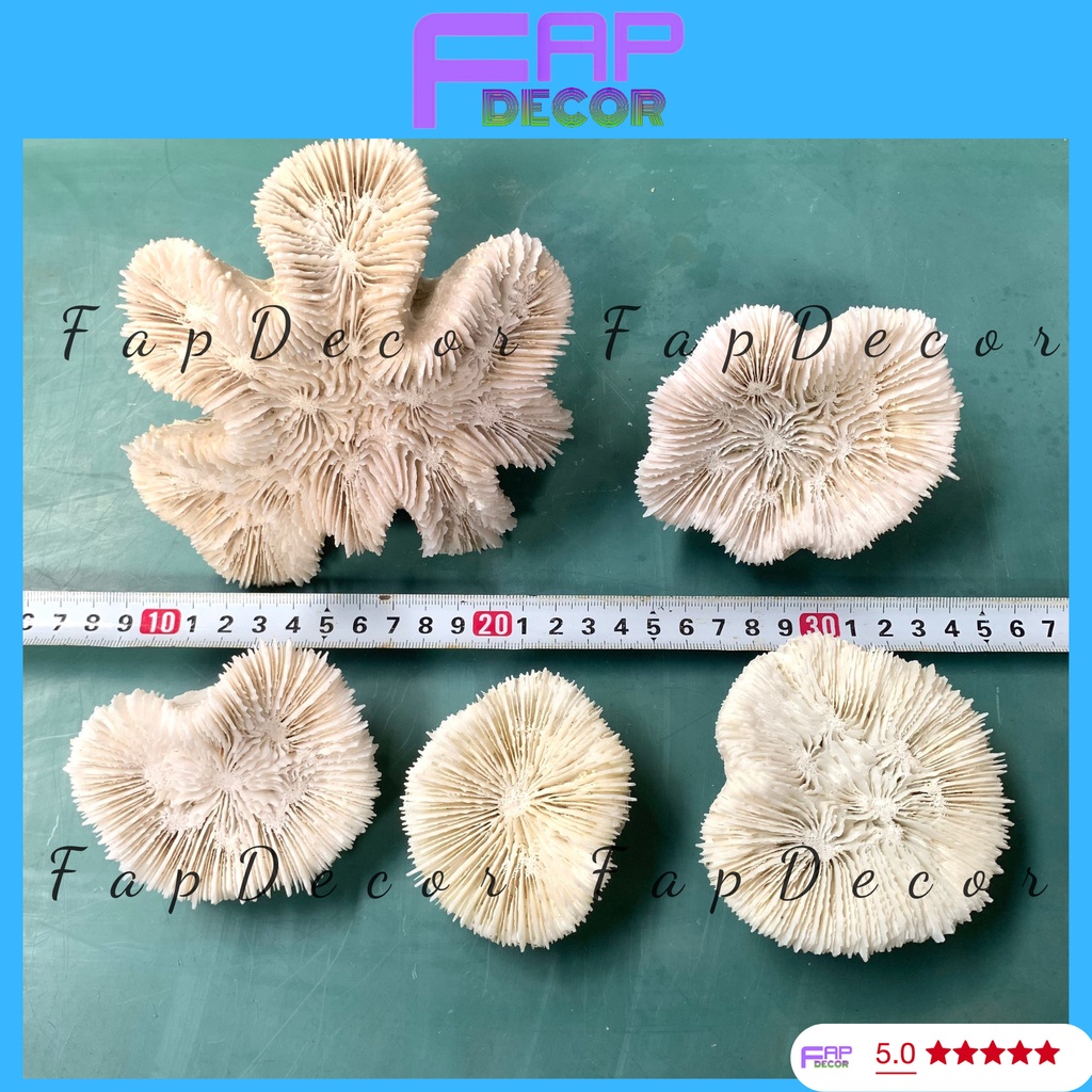 SAN HÔ BIỂN HÌNH HOA MAI PHONG THỦY SIÊU ĐẸP TRANG TRÍ BỂ CÁ, NHÀ CỬA SETUP THỦY SINH - FAPDECOR