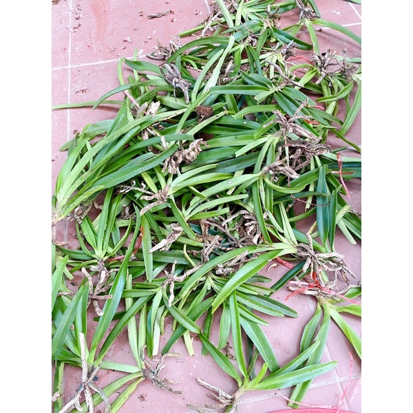 LAN CHỒN BÓC RỪNG 1 CÂY