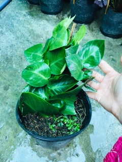 CÂY THẰN LẰN LEO TƯỜNG