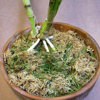 [ĐÃ QUA XỬ LÝ] Rêu rừng tự nhiên phơi khô gói 150gr