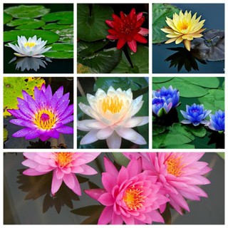 Hạt giống Súng mini mix màu dễ trồng