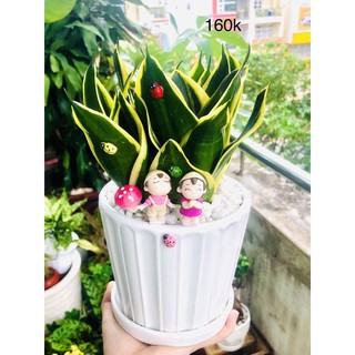Chậu tiểu cảnh lưỡi hổ thái