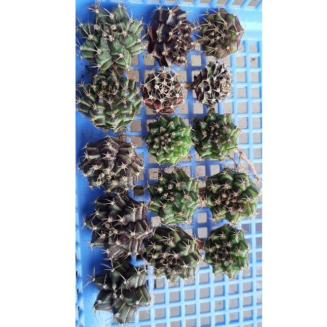 Compo 3 cây xương rồng gym vân đẹp size 3cm