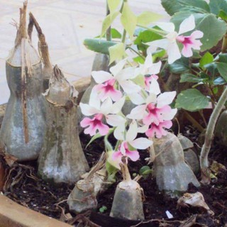 Com bo 4 củ túy lan- địa lan bầu rượu rừng ninh thuận