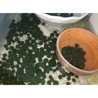 Marimo tảo thủy sinh Nhật Bản