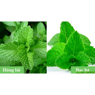Hạt giống Rau Bạc Hà (Húng Lũi)