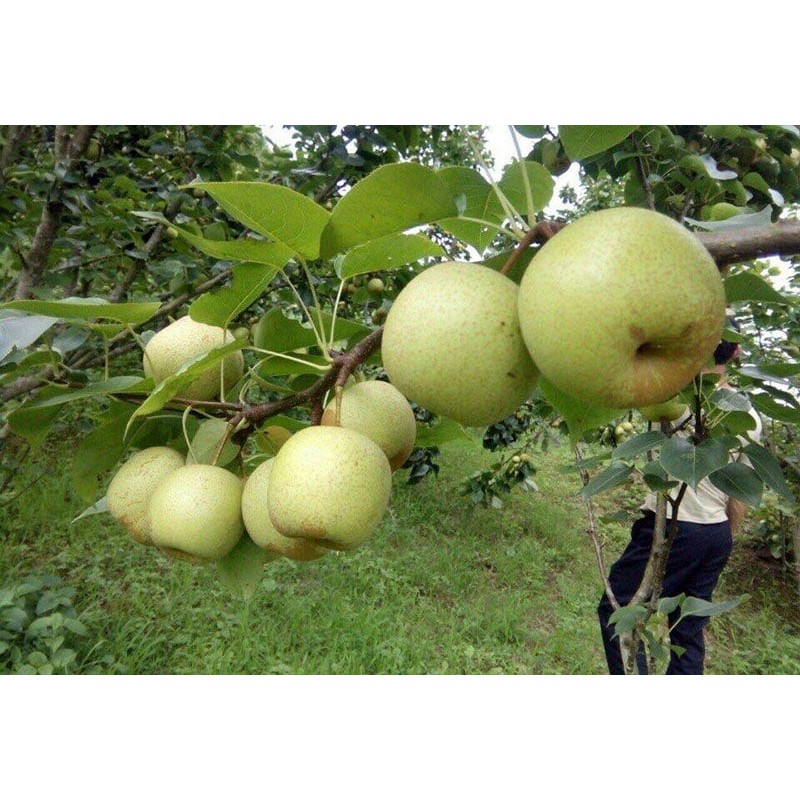 Cây giống lê vàng - lê xanh - lê nâu tứ quý