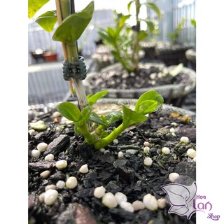 Lan Phi Điệp 🍀FREESHIP🍀 5 Cánh Trắng Phú Thọ [ Ươm Kie ]