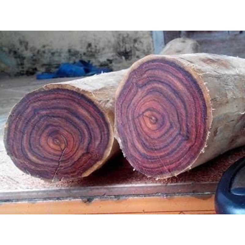 CÂY GIỐNG SƯA ĐỎ