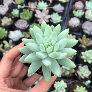 Sen đá chuỗi ngọc đứng mới