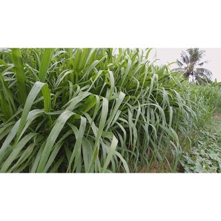 HẠT GIỐNG CỎ LAI SUDAN Cỏ Chăn Nuôi Gia Súc Nhập Khẩu - GÓI 100GR