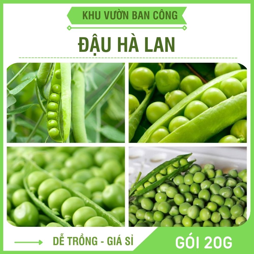 Hạt Giống Đậu Hà Lan Chuyên Lấy Hạt F1 Năng Xuất Cao Gói 20G - Khu Vườn Ban Công