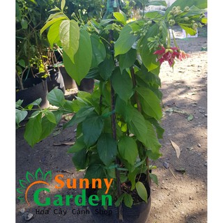 Cây Sử Quân Tử ( Trang Leo), Cao 50-70cm - Cây Cảnh