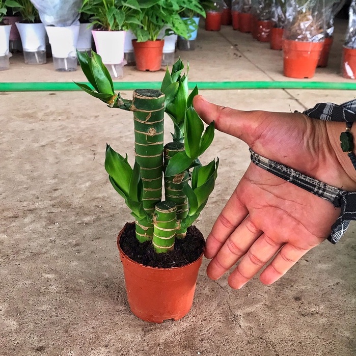 Cây Trúc phú quý, cây trúc phát tài chiều cao 15-20cm cây phong thủy khoẻ mạnh mang tài lộc đến cho gia chủ