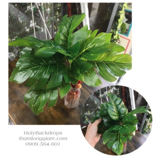 Lá trầu bà Pháp monstera - đạo cụ chụp ảnh, trang trí nhà