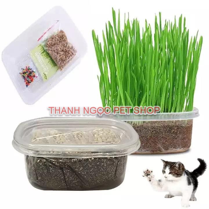 Bộ Kit Cỏ Mèo Tự Trồng Siêu Tiết Kiệm, Bổ Sung Chất Xơ, Tiêu Búi Lông