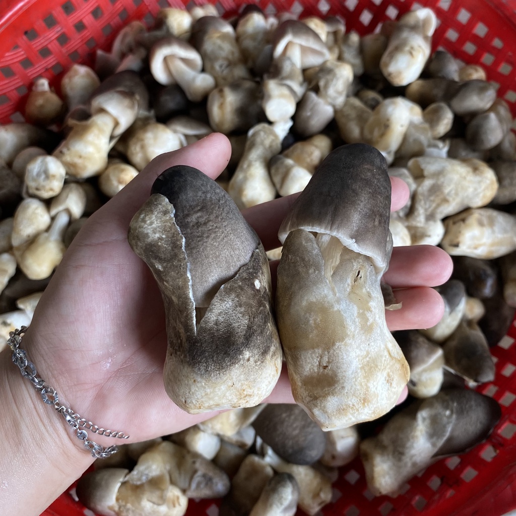 Meo trồng nấm rơm Thần Nông - trồng 4 cục rơm , cho nấm đều tay, ăn ngọt