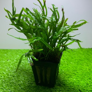 Cây thuỷ sinh Dương xỉ Triden