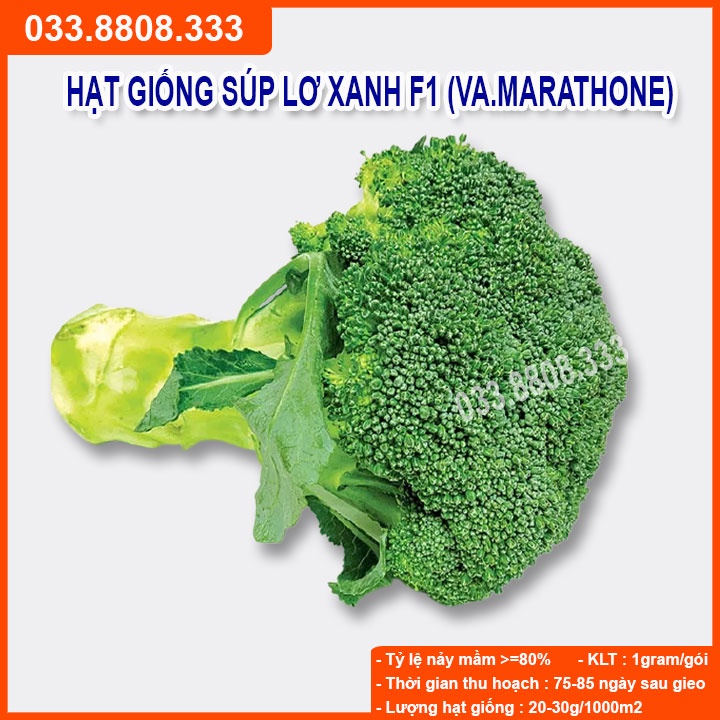 Hạt Giống Súp Lơ Xanh Marathone F1 gói  1gram