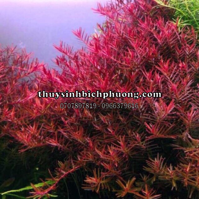 ROTALA SUPER RED - CÂY THUỶ SINH ROTALA ĐỎ ĐẸP CHO HỒ CÁ THUỶ SINH