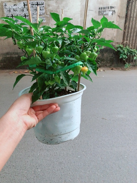 Chậu Ớt Kiểng Trái Tim