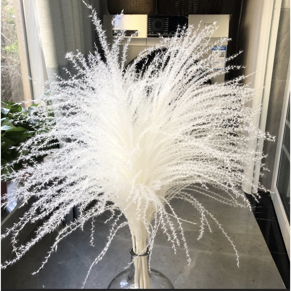 Bó Cành lau tóc tiên khô decor siêu xinh