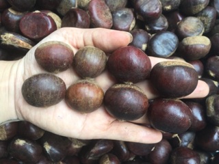COMBO 3kg hạt dẻ Loại 1