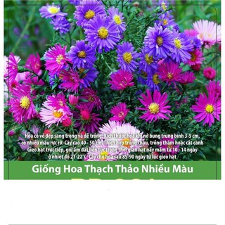 Hạt giống hoa thạch thảo nhiều màu 0.2gr