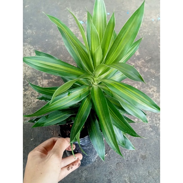 PHÁT TÀI BÚP SEN SỌC VÀNG