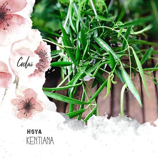 Cây Hoya kentiana (Trúc Cầu Lan) chậu treo bí ngô