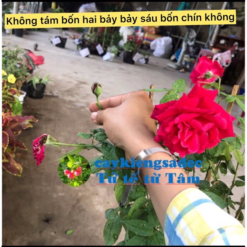 Caykiengsadec hoa Hồng nhung + tặng phân bón - hoa kiểng lá - trang trí nội thất cảnh quan sân vườn ngoài trời