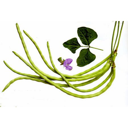 HẠT ĐẬU ĐŨA HẠT ĐEN DẠNG CÂY - GÓI 20 GRAM