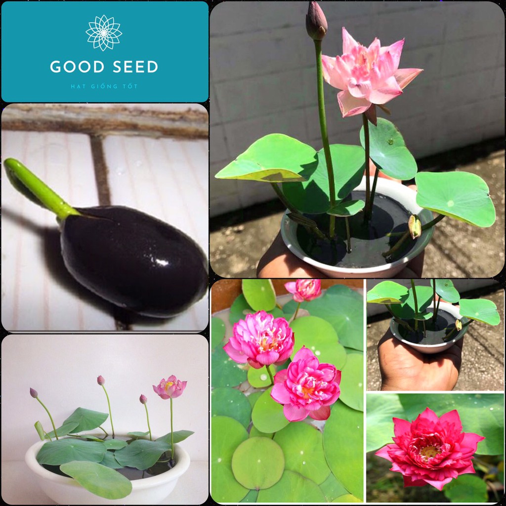 Hạt Giống Sen Nhật mini Nhiều Màu Chọn Ngẫu Nhiên